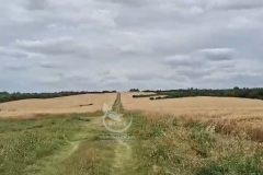 Campo sembrado con Trigo 2024