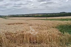 Cultivo actual - Trigo