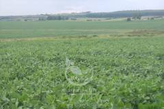 Cultivo de Soja