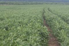 Cultivo de Soja