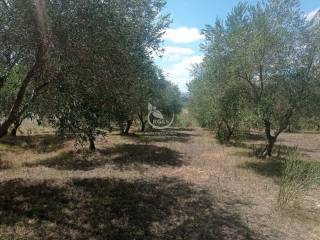 Campo em Rocha com oliveiras