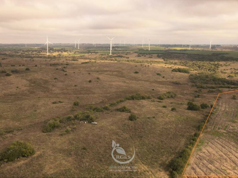 Forestación reciente en el campo vecino