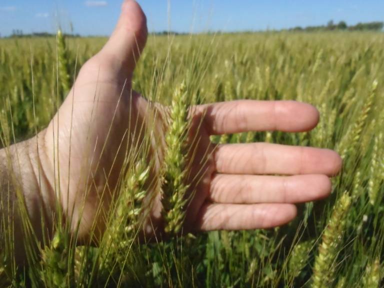 Agricultural/Livestock Technical Advisory Service