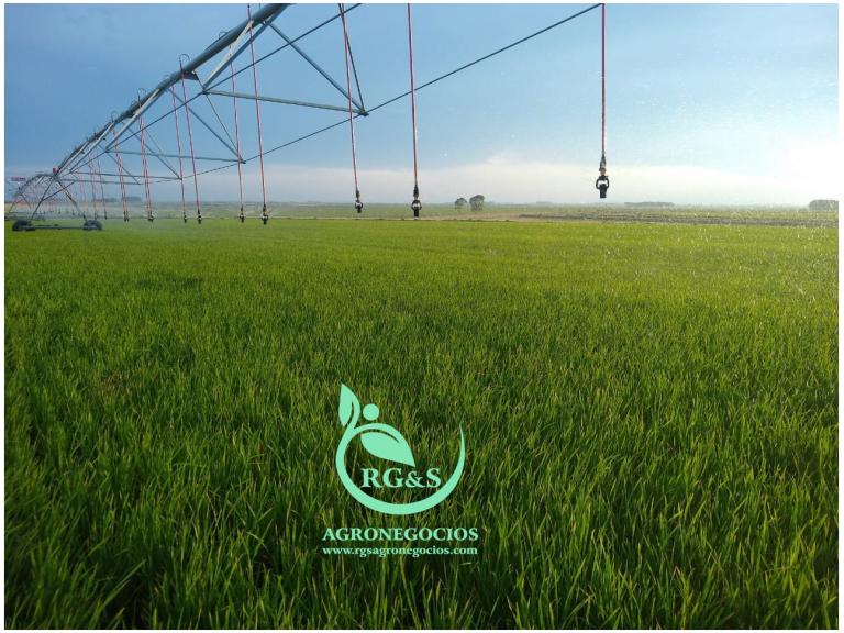 Profitable and Sustainable Agriculture Projects
